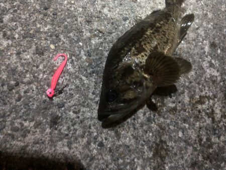 根魚は楽しい